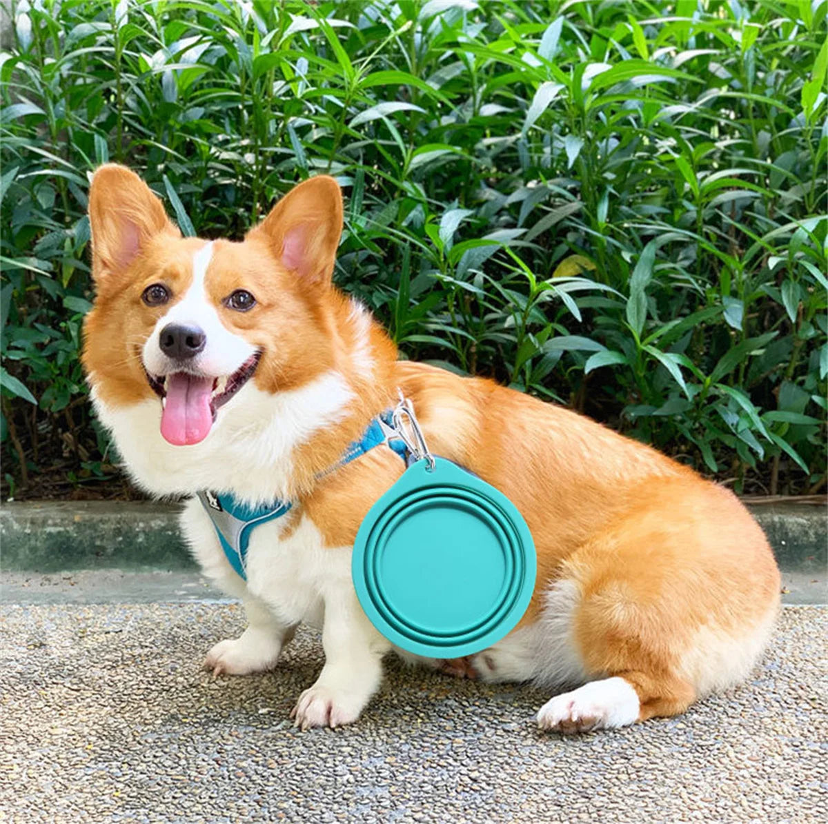 Collapsible Silicone Pet